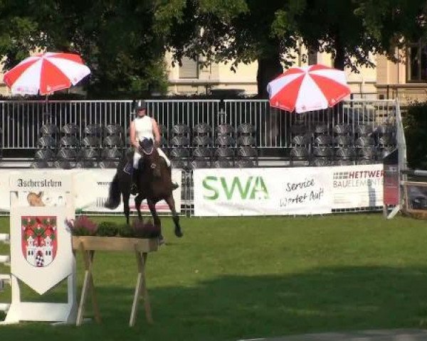 jumper Buddys Girl (Hanoverian, 2004, from Buddenbrock)