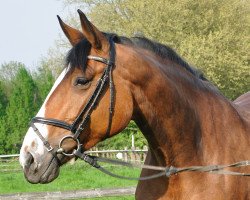 jumper Busy Bumble (Oldenburg, 2005, from Balou du Rouet)