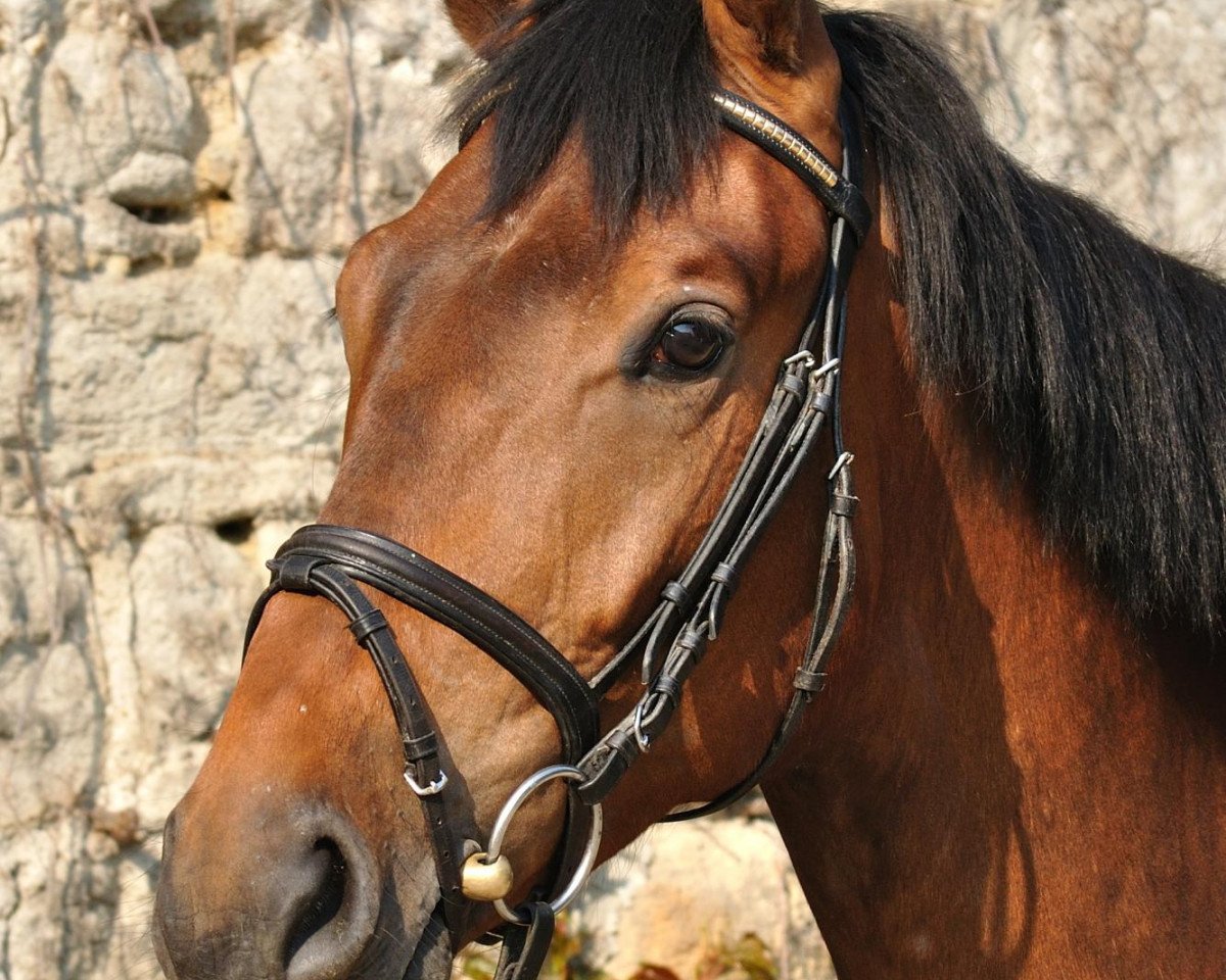 dressage horse Charisma Counts (Oldenburg, 2008, from Helenenhof's Carabas)