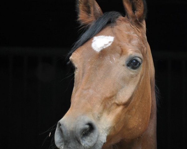 horse All Charms (Oldenburg, 1998, from Alabaster)