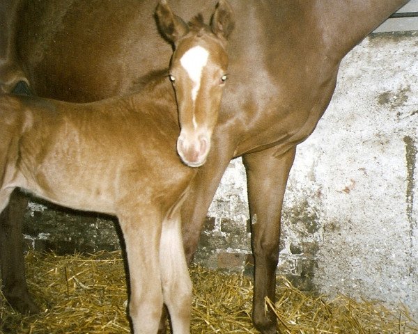 horse Lever du Soleil (Trakehner, 2003, from Harlem Go)