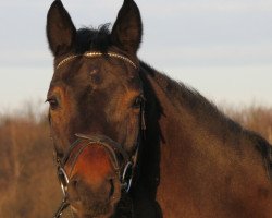 horse Sam Cracker (Trakehner, 1992, from Heuriger)