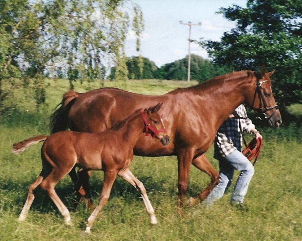 Pferd La Petit (Trakehner, 2002, von Harlem Go)
