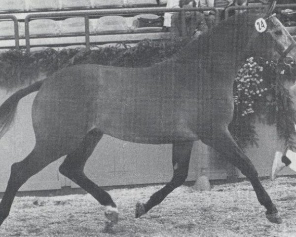 stallion Landego (Holsteiner, 1977, from Landgraf I)