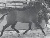 horse Landego (Holsteiner, 1977, from Landgraf I)