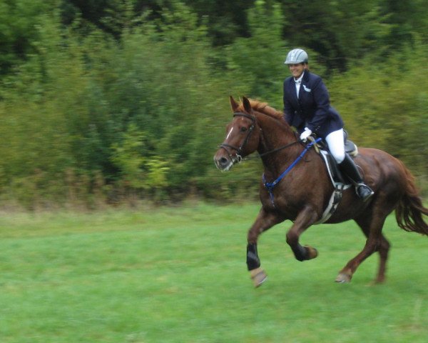 Pferd Snouky (Schweres Warmblut,  )