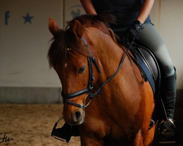 Pferd My Champion (Deutsches Reitpony, 1999, von Claus)