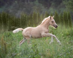 dressage horse Graceful Heart B (German Riding Pony, 2022, from Gipfelstürmer)