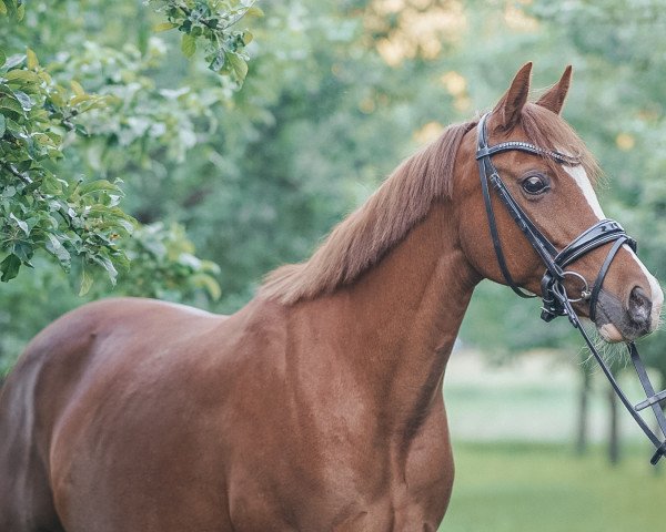 Zuchtstute Delia K (Deutsches Reitpony, 2008, von Dance Star AT)