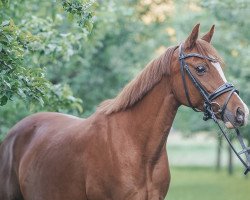 broodmare Delia K (German Riding Pony, 2008, from Dance Star AT)