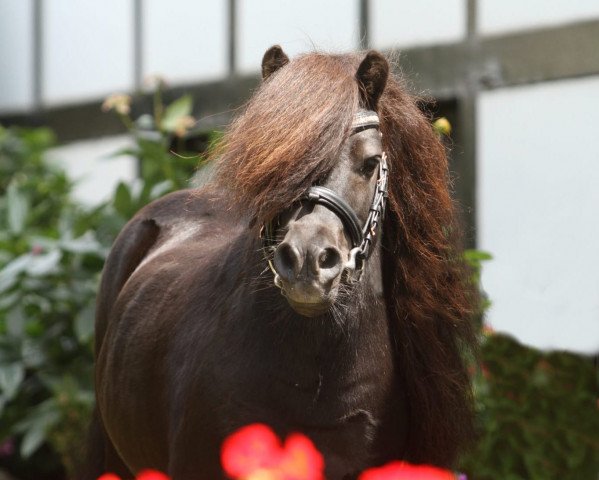 stallion Eddy von der Pumpermühle (Shetland pony (under 87 cm), 2012, from King's Knight van Odoorn)