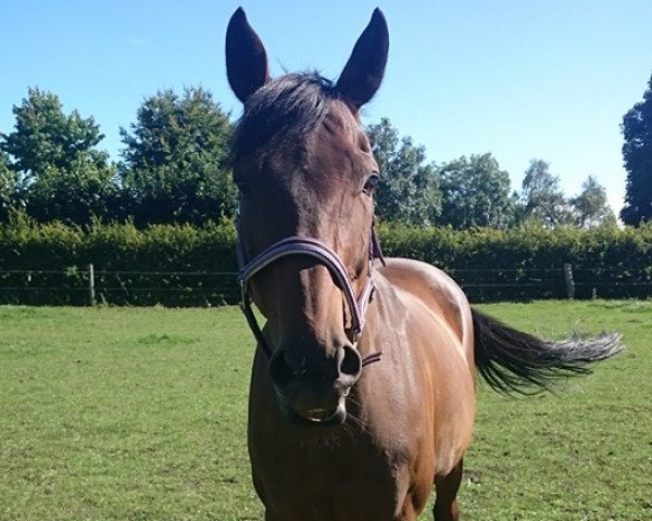 broodmare Swedish Poison xx (Thoroughbred, 2001, from Puissance xx)