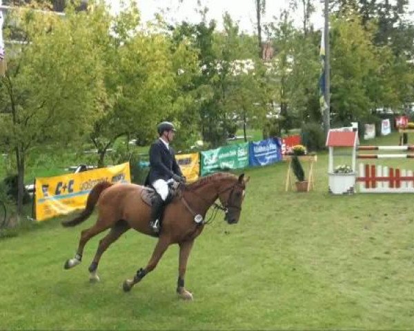 jumper Sampras 15 (Hanoverian, 2004, from Stolzenberg)