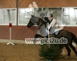 dressage horse Moni von Schuter (Deutsches Reitpony, 1992)