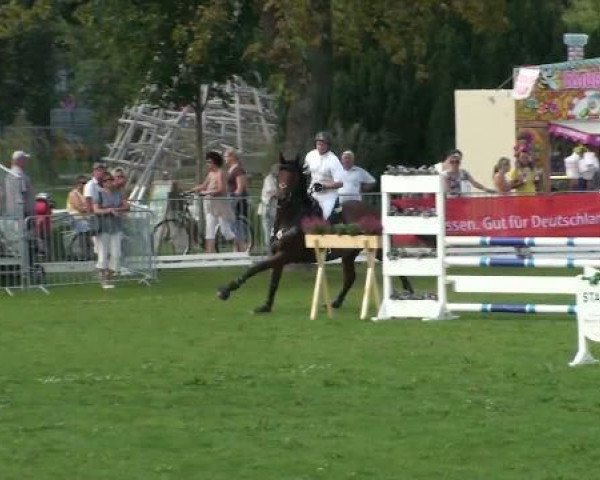 jumper Carlchen (German Sport Horse, 2004, from Cardenio)