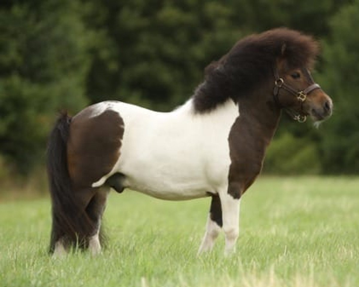 stallion Krummhörn`s Elmar (Shetland pony (under 87 cm), 2016, from Elias van de Schellenkrans)