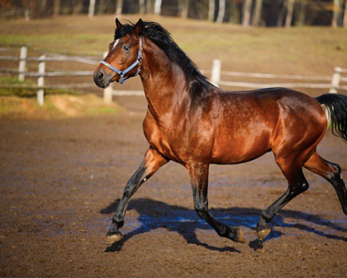 stallion Colox Cup (Oldenburg, 2003, from Con Capitol)