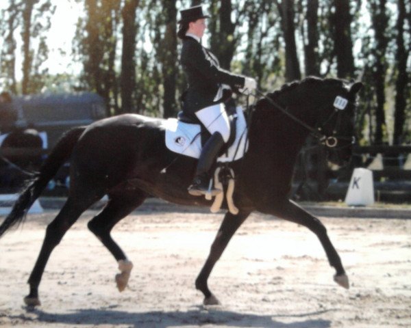 dressage horse Deja- vu (Hanoverian, 2005, from Don Crusador)
