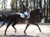 dressage horse Deja- vu (Hanoverian, 2005, from Don Crusador)