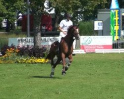 jumper Germany 45 (German Sport Horse, 2005, from Gepardi)