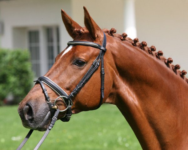 dressage horse Tassilo W (Trakehner, 2000, from Münchhausen)