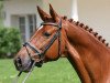 dressage horse Tassilo W (Trakehner, 2000, from Münchhausen)