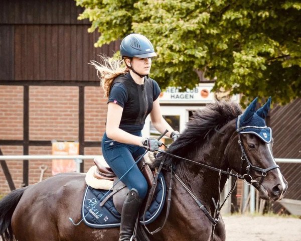 jumper Dialuna 3 (Oldenburg show jumper, 2016, from Diacasall)