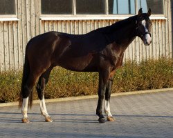 dressage horse Little (Oldenburg, 2018, from Hometown)