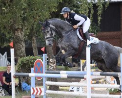 jumper Hailey 17 (Hannoveraner, 2015, from VDL Harley)