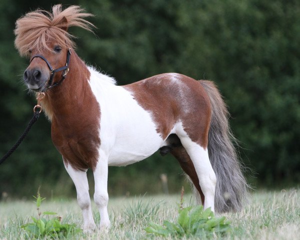 stallion Prinz Justus vom Zwergenhof (Shetland pony (under 87 cm), 2011, from Birchwood Pocket Prince)