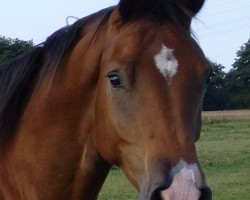 dressage horse Sané FF (Mecklenburg, 2019, from Saverio)