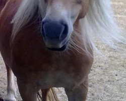 Pferd Lotte (Haflinger, 1997, von Hofgänger)