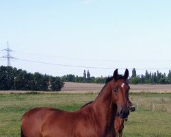 Springpferd Elber FF (Mecklenburger, 2018, von Elton John)