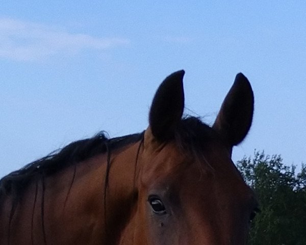 broodmare Vienna FF (Mecklenburg, 2016, from van Halen Z)