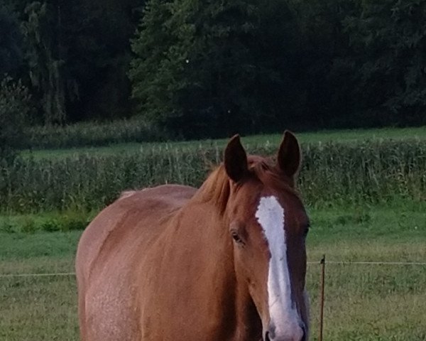 broodmare La Traviata FF (Mecklenburg, 2013, from Landfürst F)