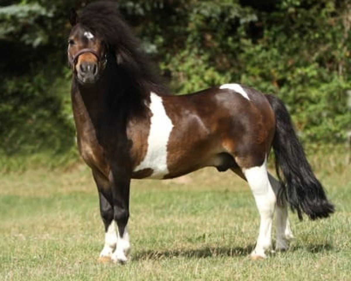 Deckhengst Hahns Piccolo Grande (Shetland Pony (unter 87 cm), 2018, von Birchwood Pocket Prince)