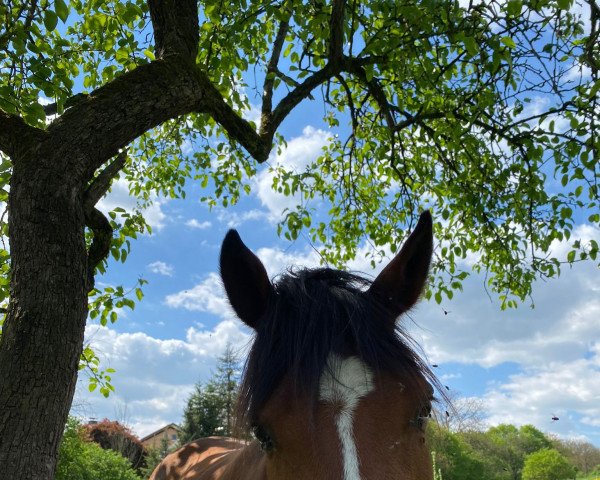 Springpferd Mumbai (Deutsches Reitpony, 2016, von Medoc)