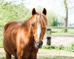 Pferd Equile's Tygo (New-Forest-Pony, 2008, von Make My World)