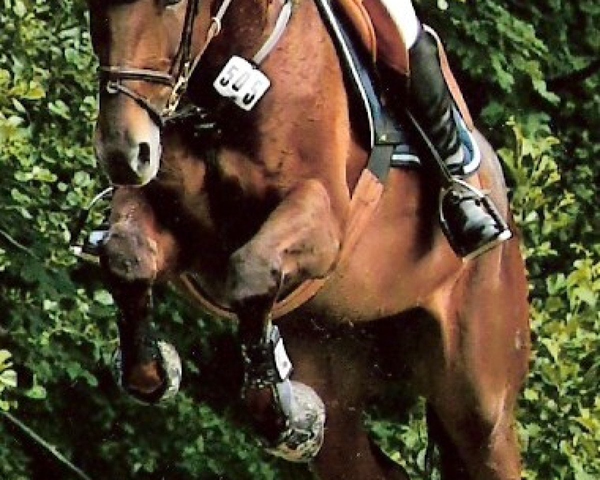 broodmare Quattro's Amira (Oldenburg, 2002, from Quattro B)