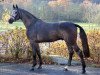 stallion Contagio (Holsteiner, 2004, from Colman)