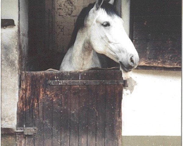 Pferd Baschka (Polnisches Warmblut, 1991)