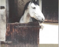 Pferd Baschka (Polnisches Warmblut, 1991)