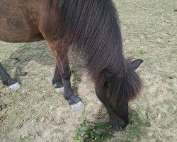 horse Fjola (Iceland Horse,  )