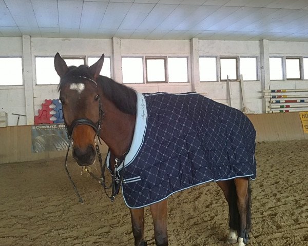 jumper Ilan (German Warmblood, 2005)