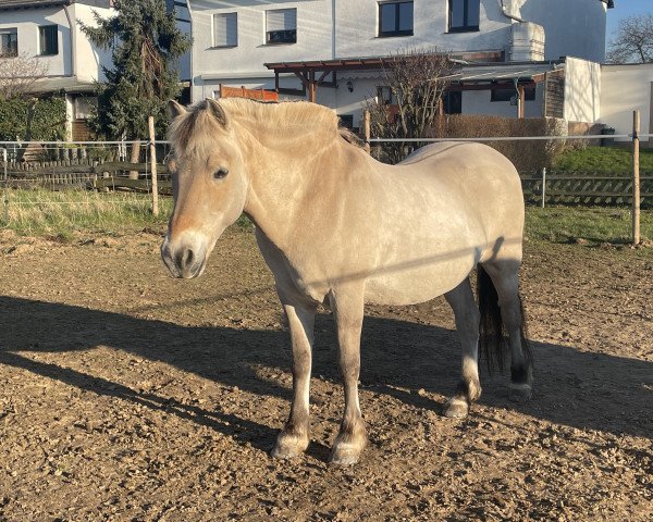 horse Hjano (Fjord Horse, 1997, from Holmar)