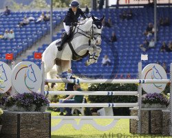 jumper Nithard van de Peerdenhoeve (Belgian Warmblood, 2013, from Zirocco Blue)