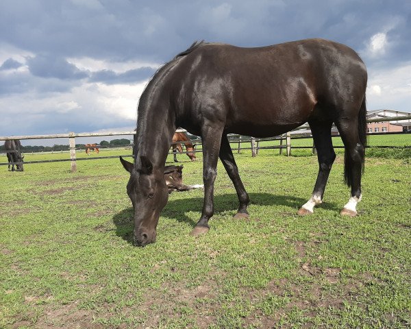 broodmare Whitney A (Oldenburg, 2005, from Sandro Hit)
