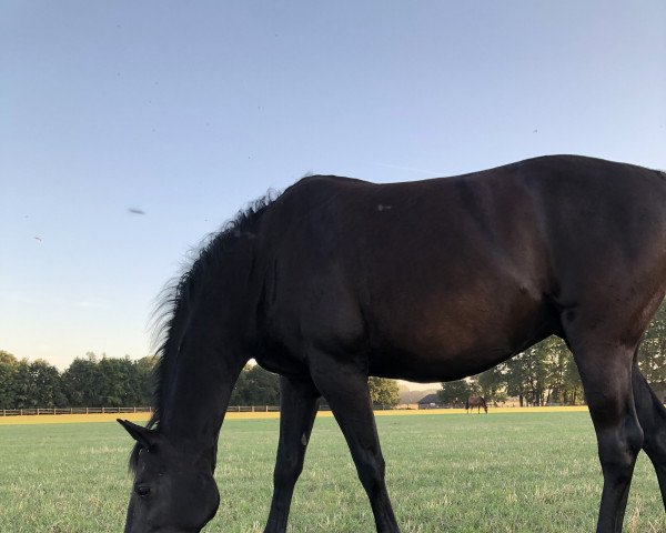 broodmare Windora (Oldenburg, 2013, from Tailormade Temptation)