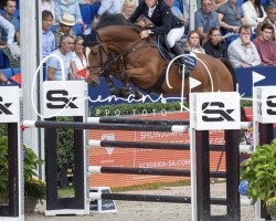 jumper Petit Coeur van 't Swertland (Belgian Warmblood, 2015, from Jamal Vd Heffinck)