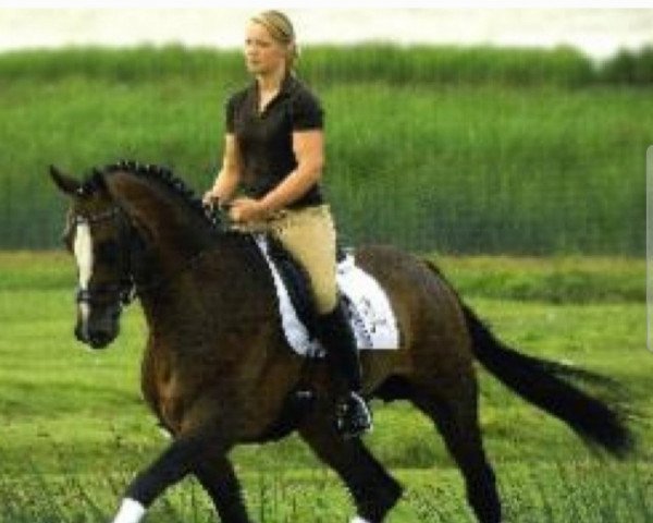 stallion Le Toquet (Holsteiner, 2005, from Limoncello II)